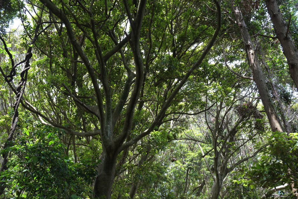 シイの茂る山１