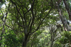 シイの茂る山１