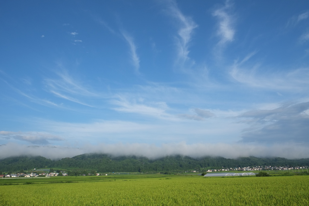 夏休みの田んぼ