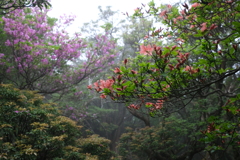 競演