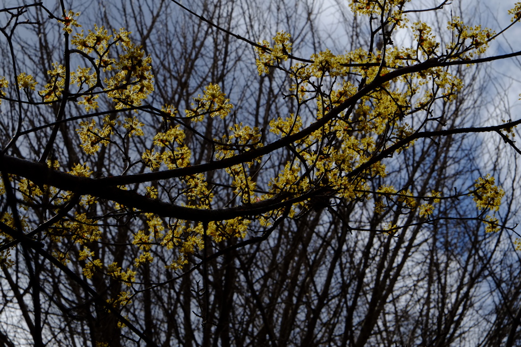 サンシュユとかいう名前の花