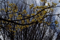 サンシュユとかいう名前の花