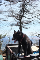 山荘のアイドル