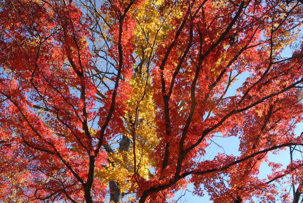 高尾紅葉