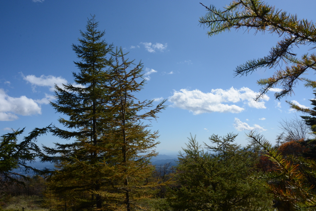 カラマツの空２
