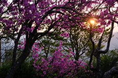 夕暮れのミツバツツジ