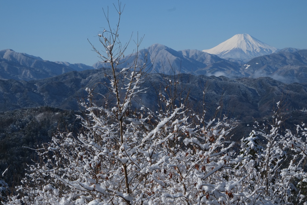 昨日が雪だったので