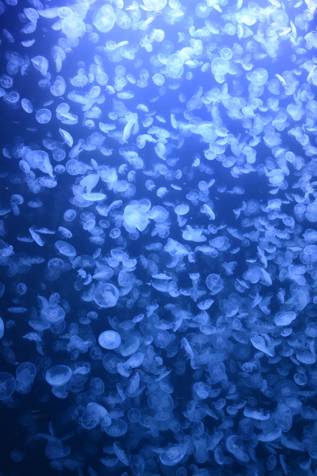 下山後の水族館