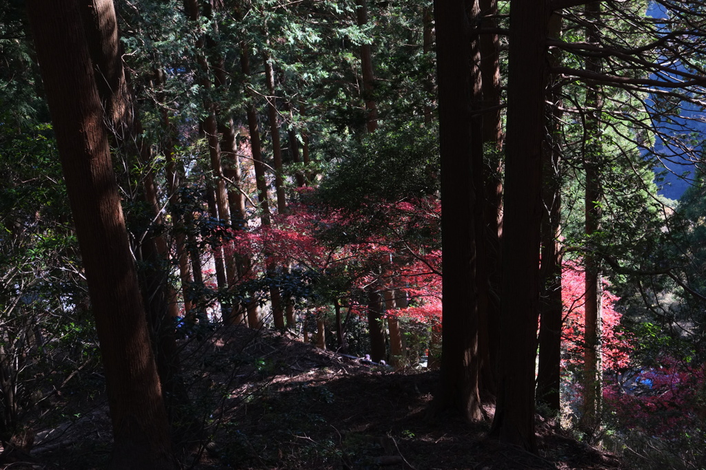 麓の紅葉