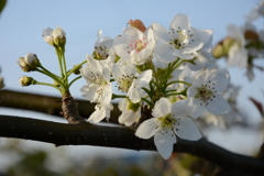 梨の花が咲いたよ