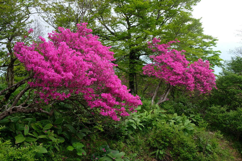 満開ミツバツツジ