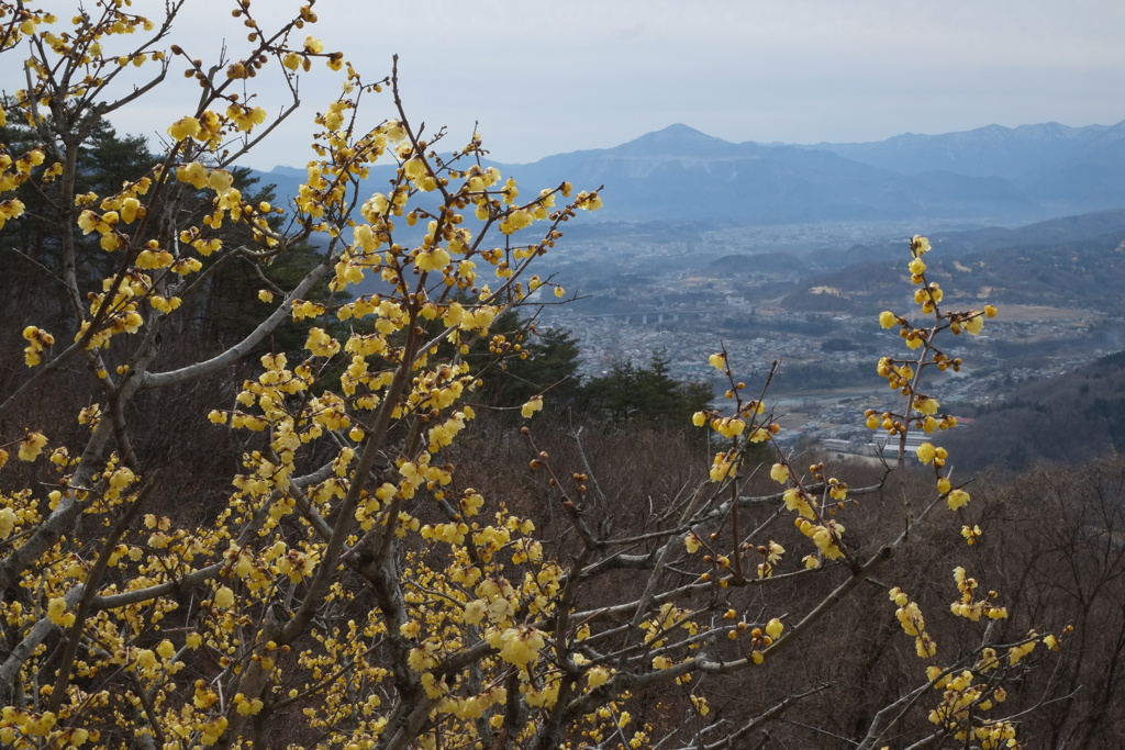 蝋梅と武甲山
