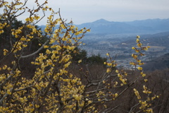 蝋梅と武甲山