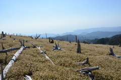 大台ケ原をゆく