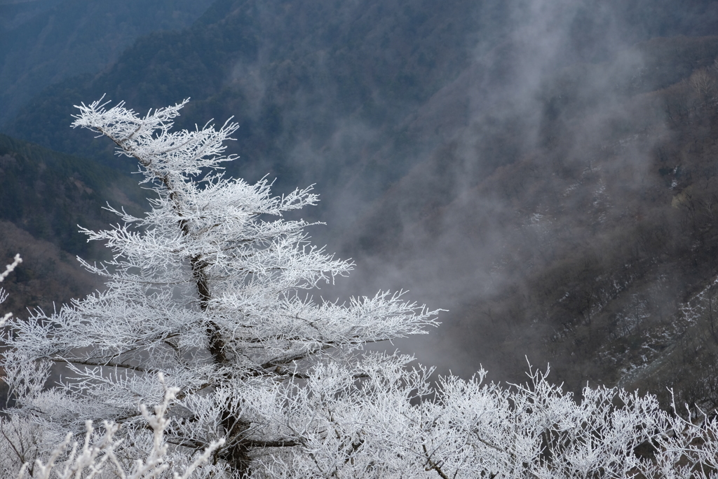 霧氷