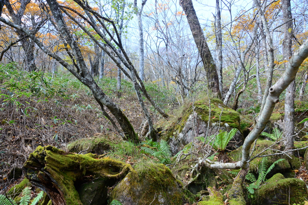 苔のある風景１
