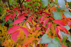 うるしにご注意