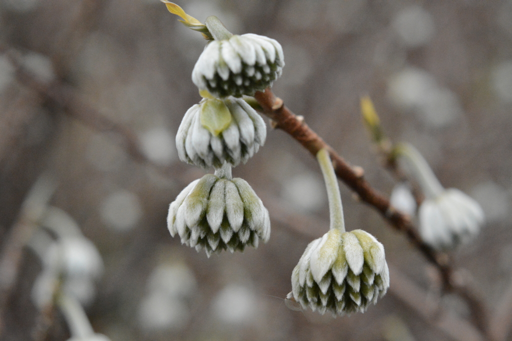 ミツマタのつぼみ