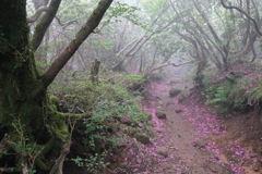 花びらを踏んで