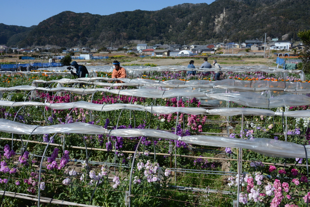 花摘みできますよ①