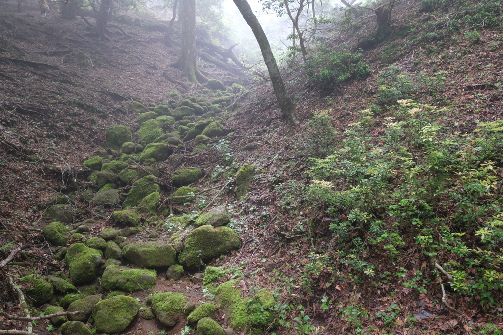 苔むした石の道