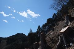 伐採地の空