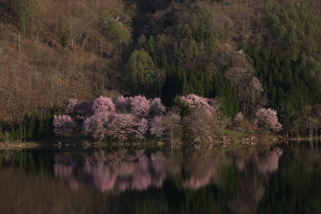 オオヤマザクラ