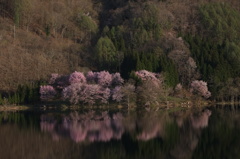 オオヤマザクラ