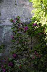 石切り場に咲く