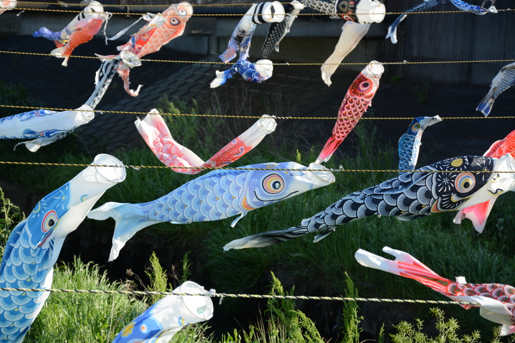 鯉の季節２