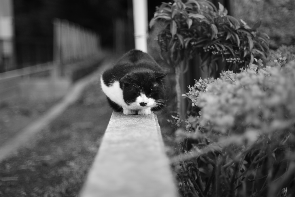 猫の道