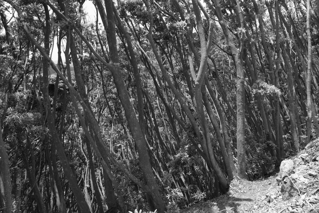 シイの茂る山３