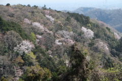 高尾桜色