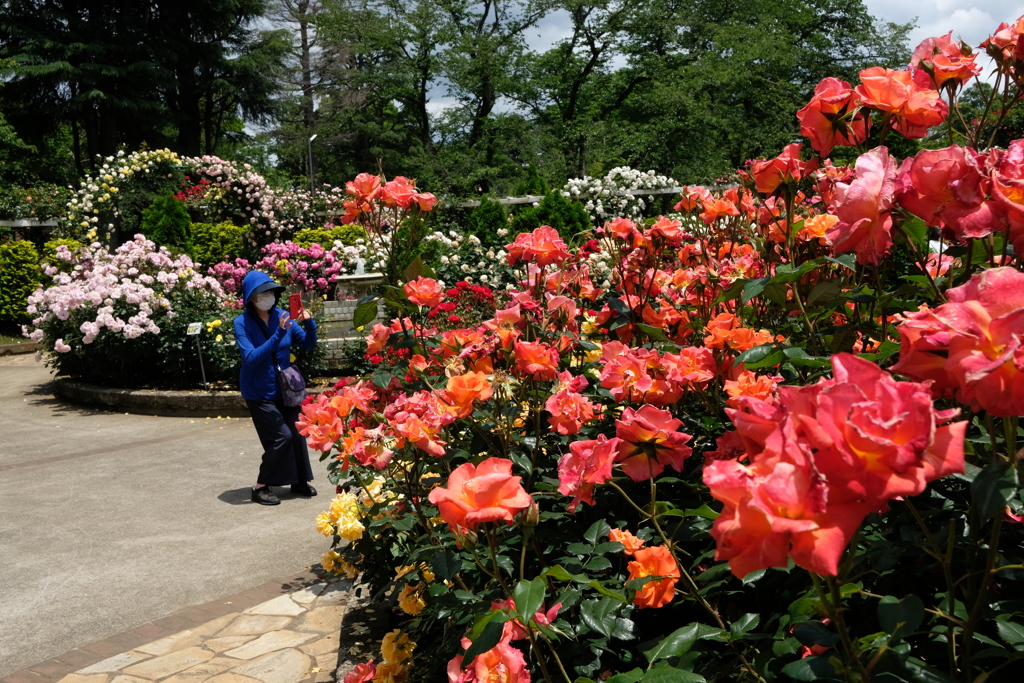 バラ園１