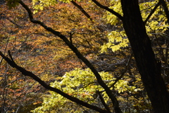 山染まる