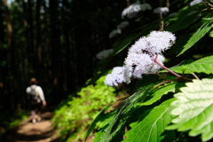 花咲く登山道