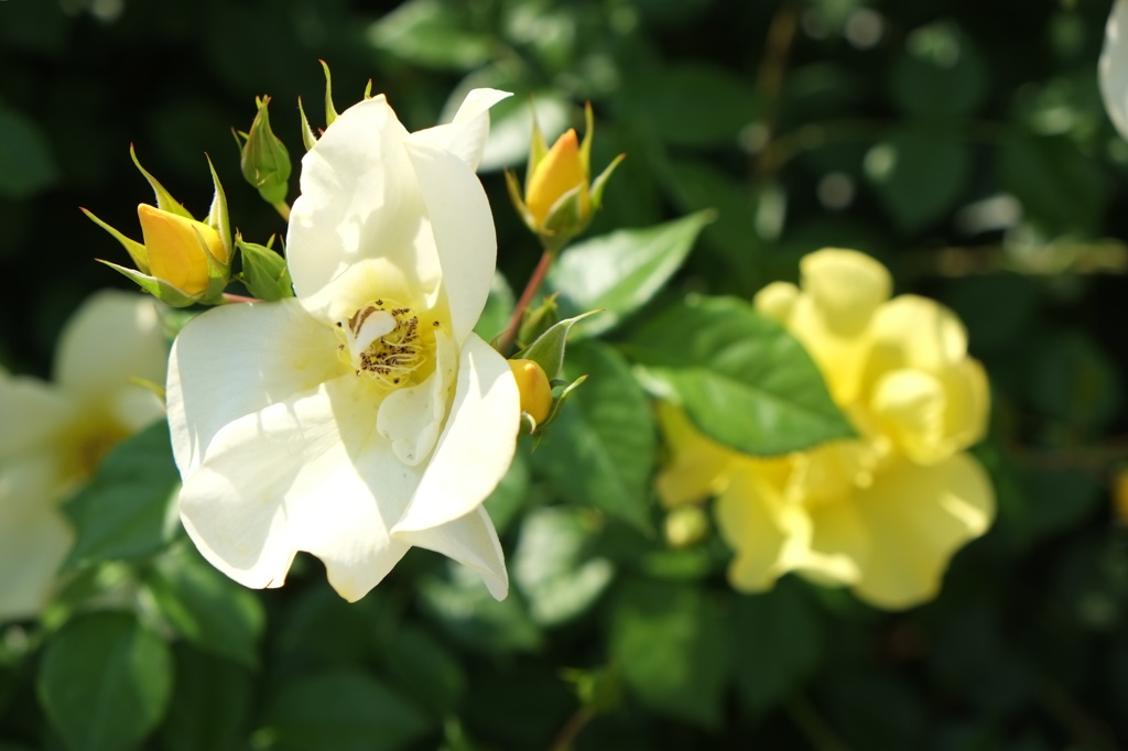 ライトイエロー