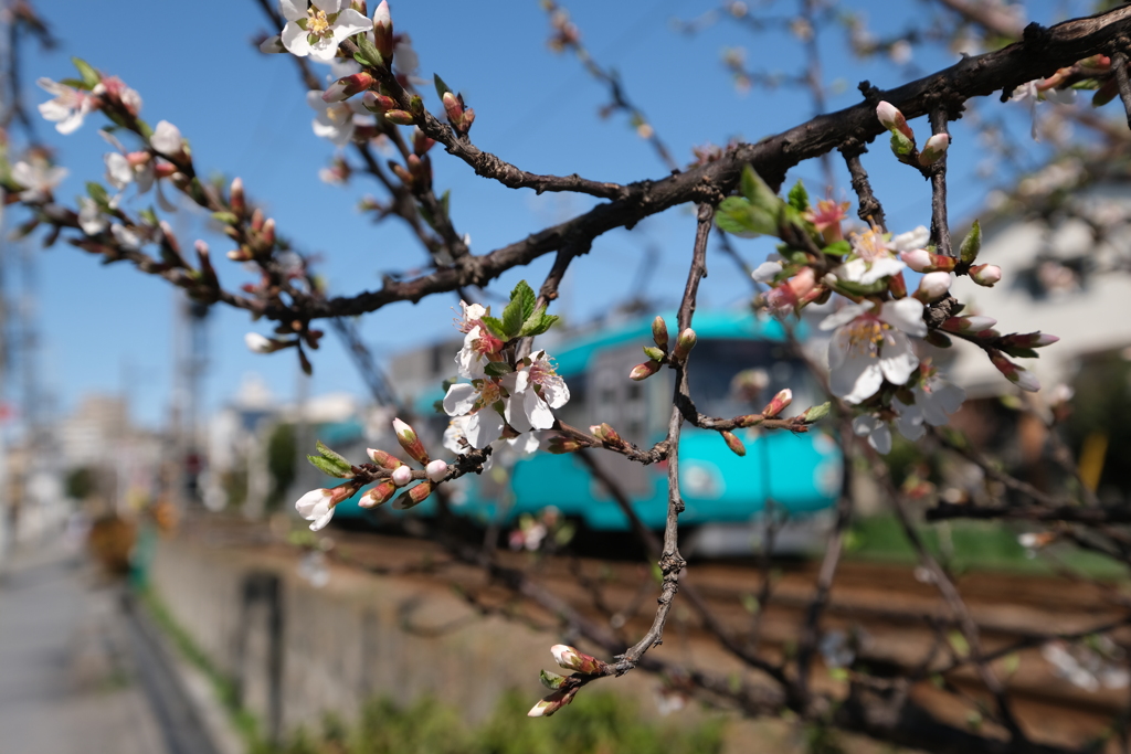 世田谷線散歩９