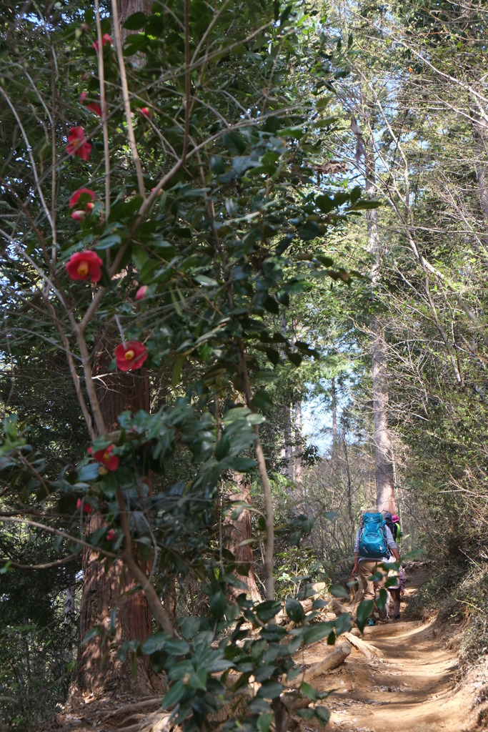 登山道の彩り