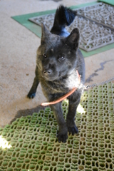 小屋番見習い中