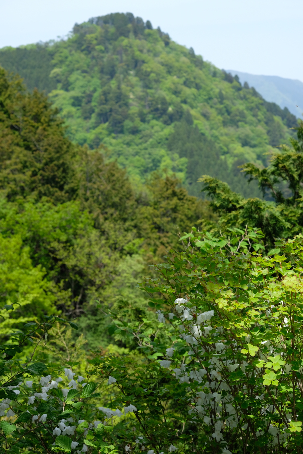 シロヤシオと大岳山