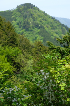 シロヤシオと大岳山