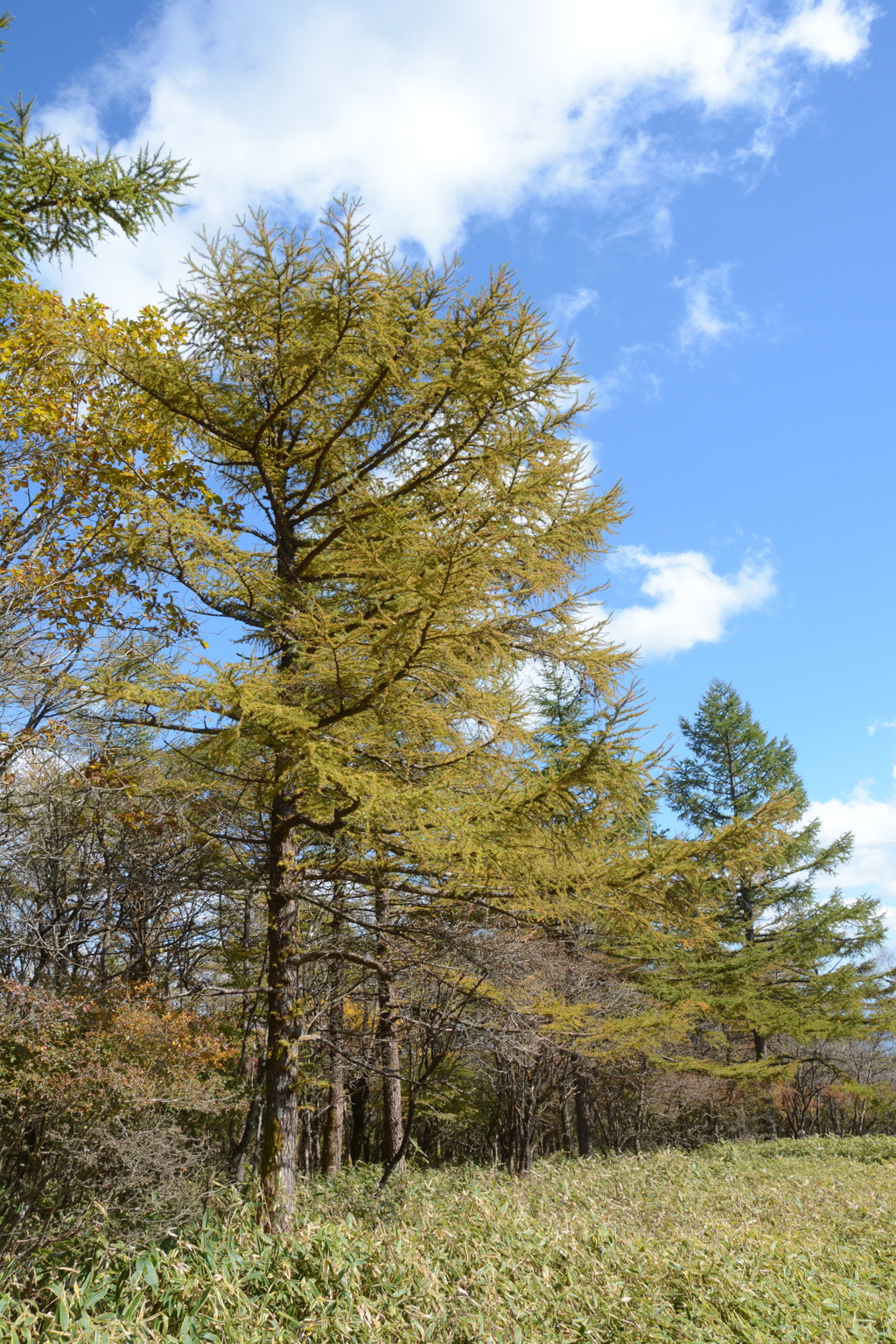 カラマツの空１