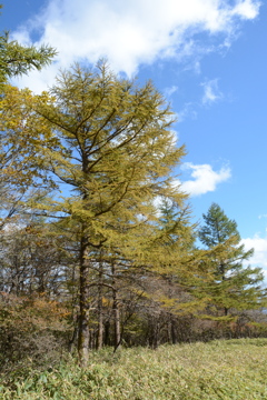 カラマツの空１