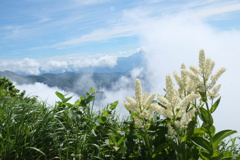 コバイケイソウ