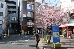 春さがし