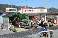 花摘みできますよ②