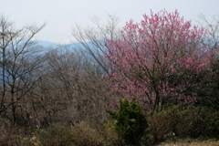 城山の春