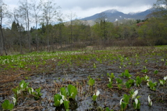 水芭蕉咲く山麓