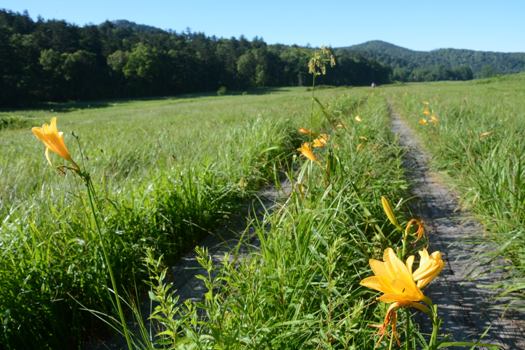 大江湿原を行く